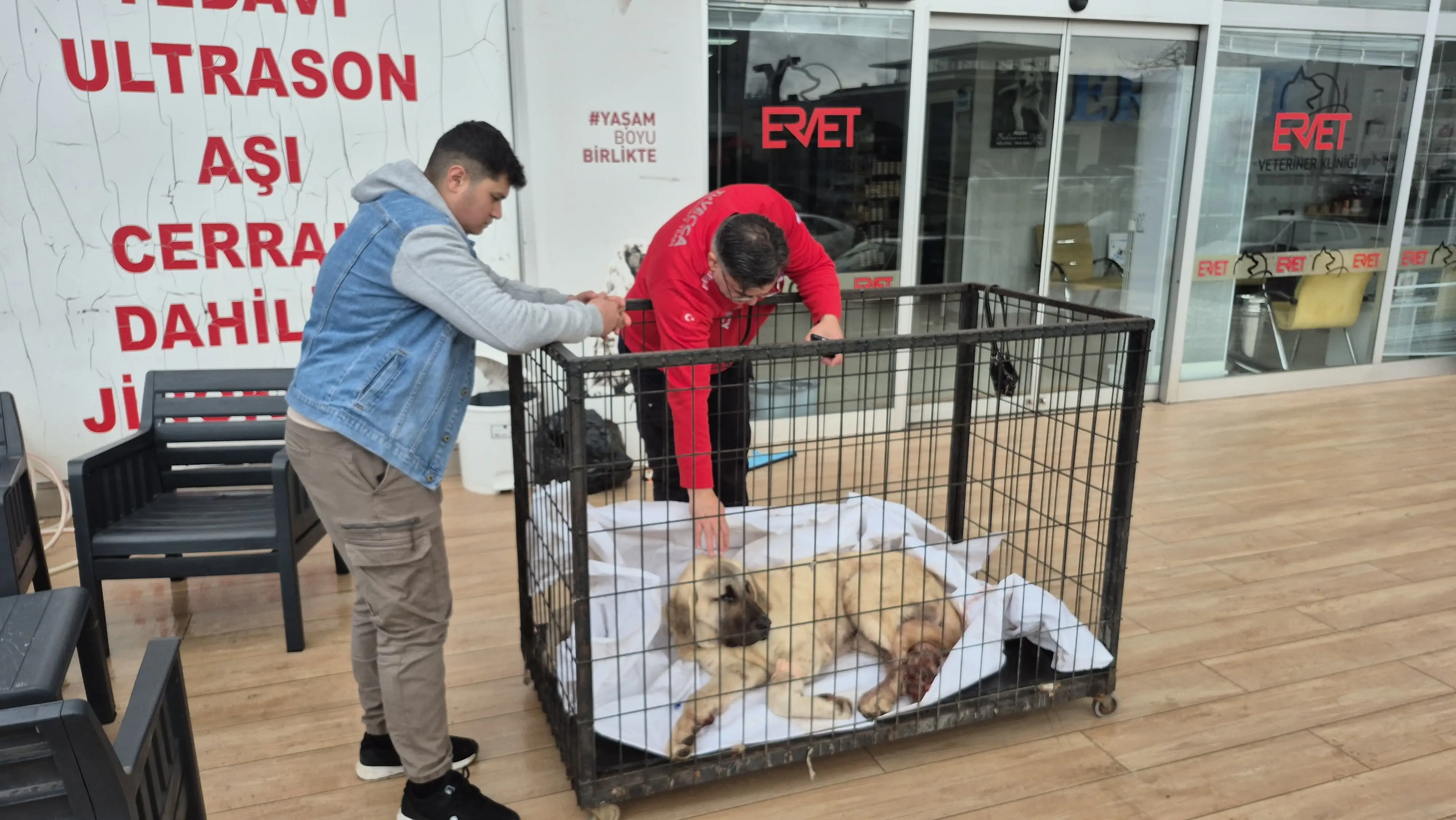 “Kayıptı, Kurşunlanmış Halde Bulundu: 6 Aylık Kangal’a Zulüm”