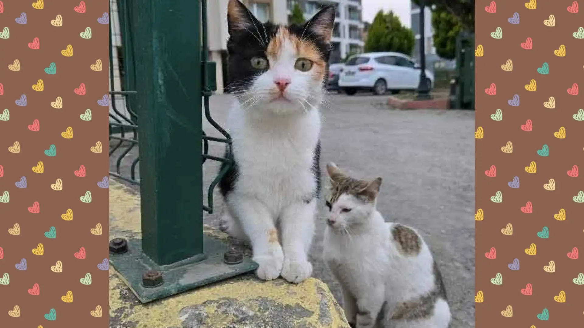 Anne Kedi ve Yavruları İçin Endişe: Mahalleli Ses Yükseltti