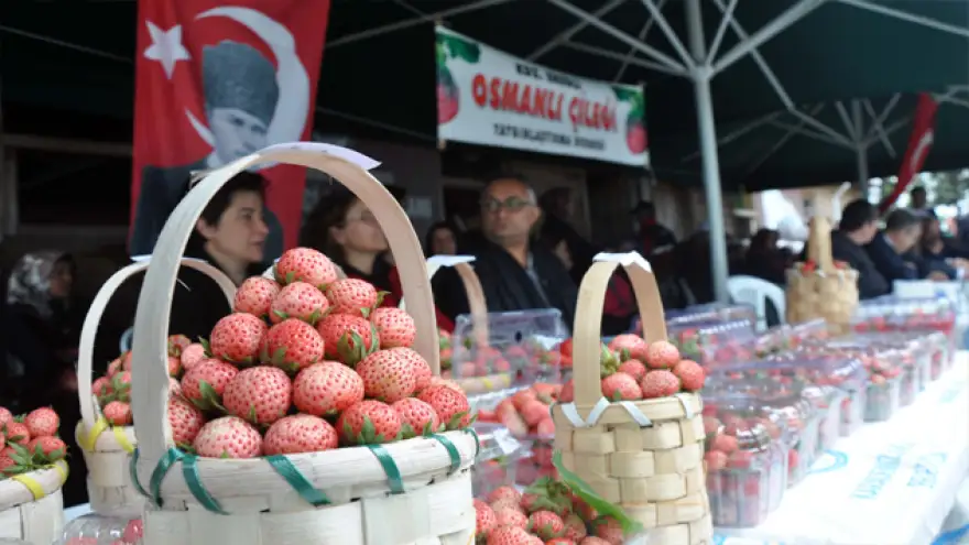 En güzel çilek, en güzel çilekli pasta yarışması
