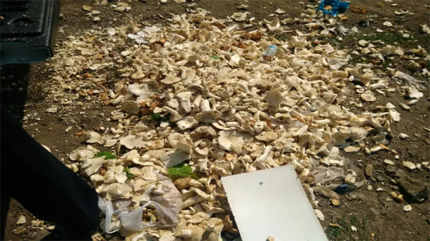 Zabıtadan mantar denetimi..