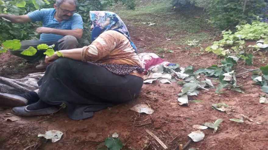 Ağaca çıktı, hayatını kaybetti