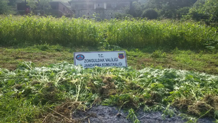 Jandarma'nın başarılı operasyonu