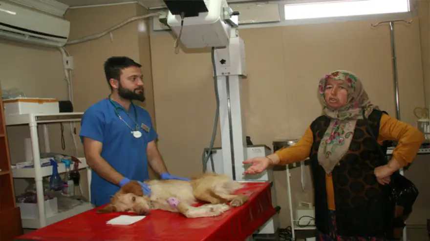 Felçli köpek tedavi altına alındı…