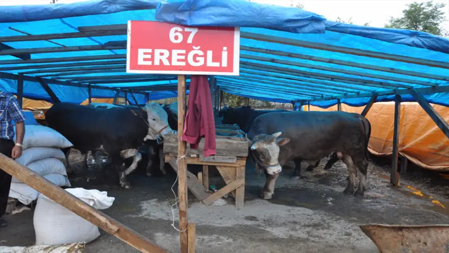 Yem pahalı, saman pahalı…