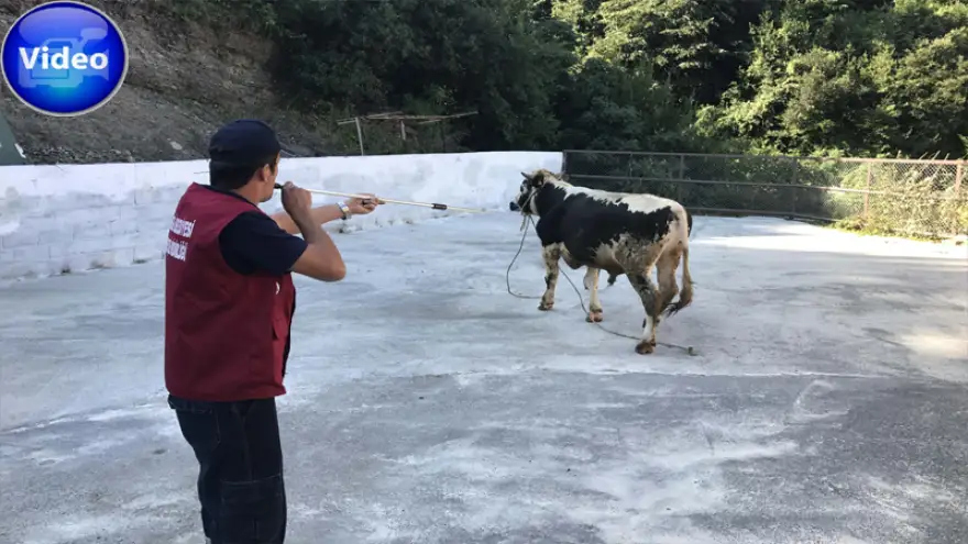 Ereğli Belediyesi’nden kurban yakalama timi
