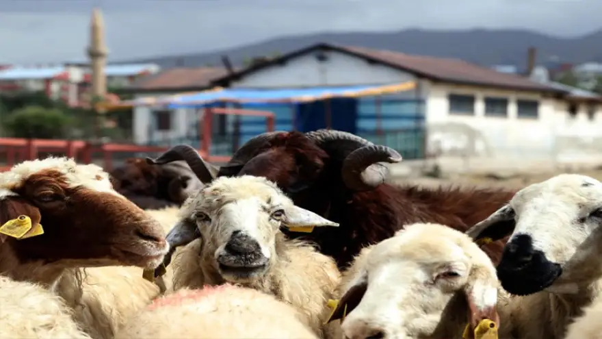 Kurban bayramı için  hazırlıklar tamamlandı!..