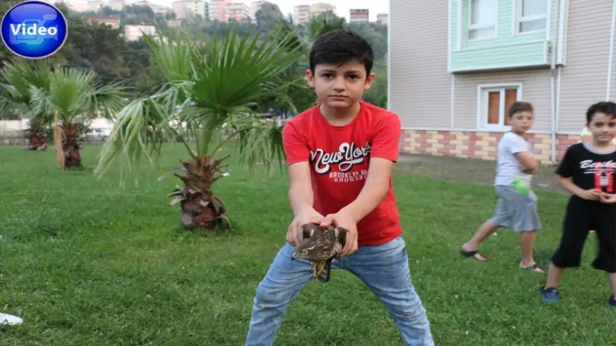 Yaralı şahin'a çocuk şefkati...