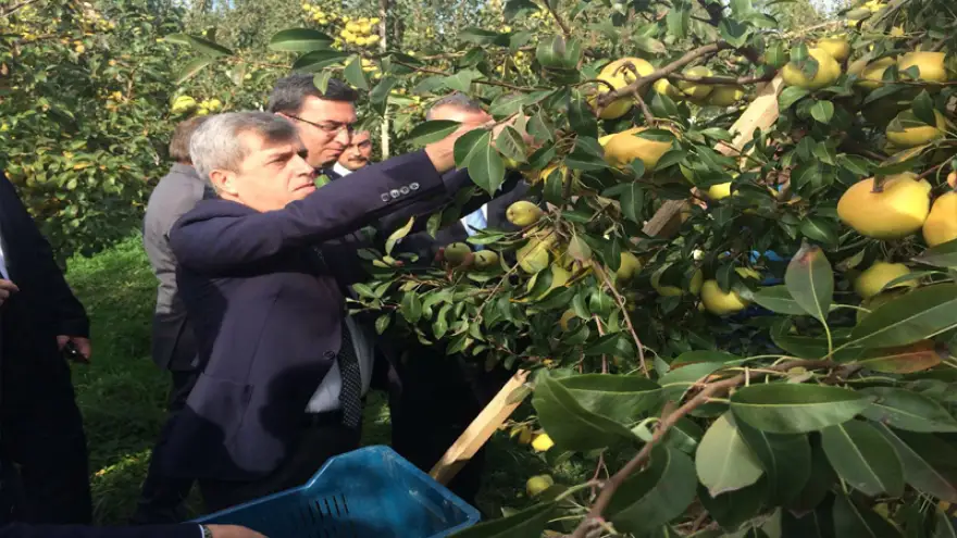 Vali Çınar, deveci armudu hasadına katıldı
