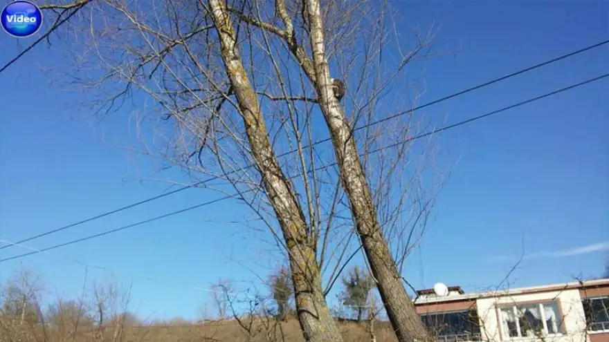 2 gündür ağaçta mahsur kalan kedi kurtarıldı