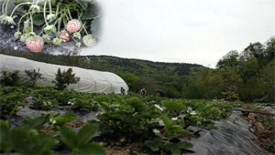 OSMANLI ÇİLEĞİ İLK KEZ SERADA DENENDİ