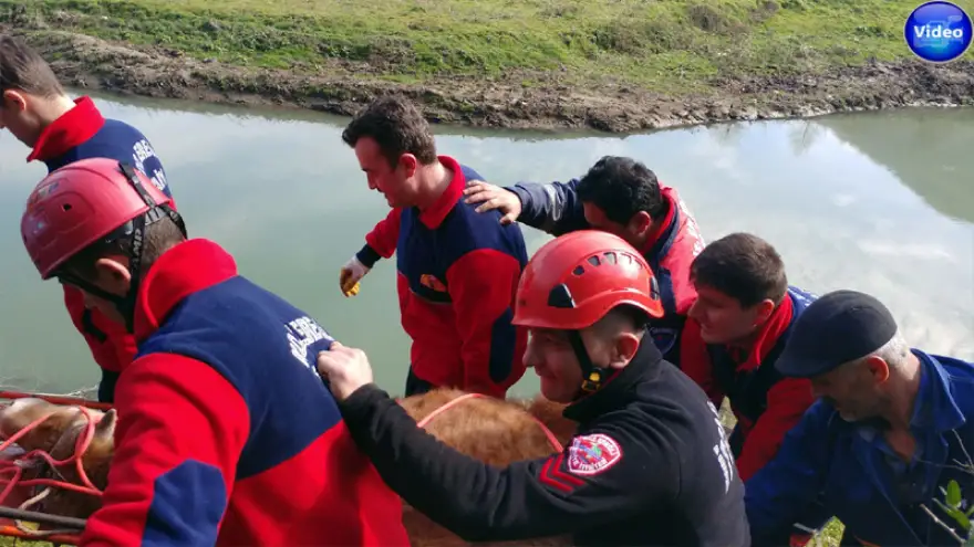 Irmağa düşen danayı, İtfaiye kurtardı