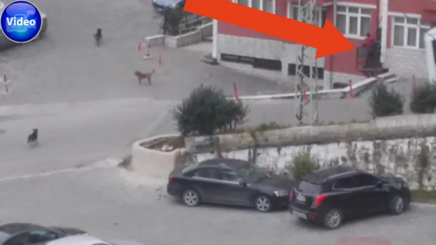 "Hayvan düşmanı değiliz" Ama "Can güvenliğimiz tehlikede"