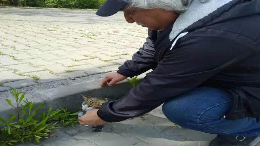 Çarpıp kaçtı… Kedi'ye vatandaşlar sahip çıktı