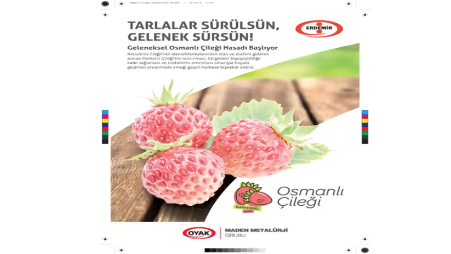 Geleneksel Osmanlı çileği hasadı başlıyor