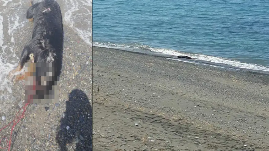 Vicdan yoksunu tarafından canice öldürüldü