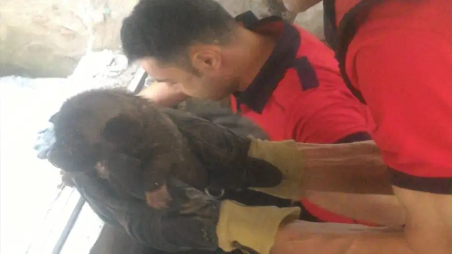 Anne köpek havladı… Yavrularını itfaiye kurtardı...