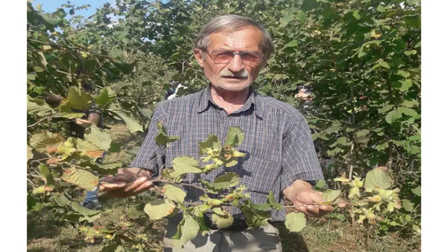 Fındık hasatında YOK'lar ve ÇOK'lar sezonu...