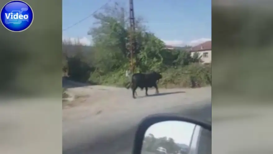 Kaçan boğa köyde tur attı