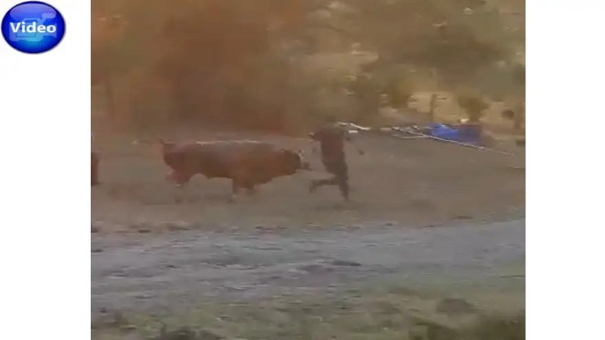 İki kişiyi yaralayan boğa sırra kadem bastı