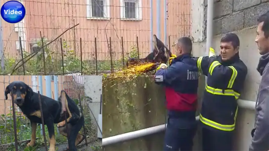 Vücuduna saplanan DEMİR, ismi oldu…