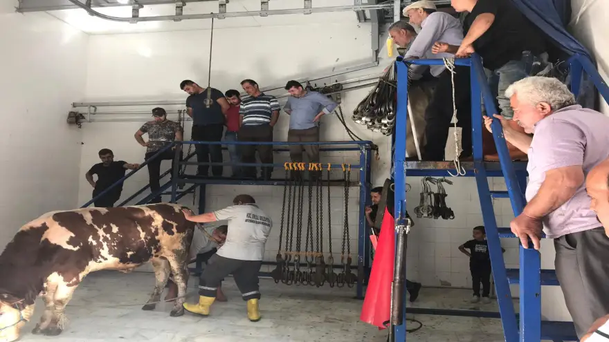 Kurbanlıklar denetlendi, kesim kursu verildi...