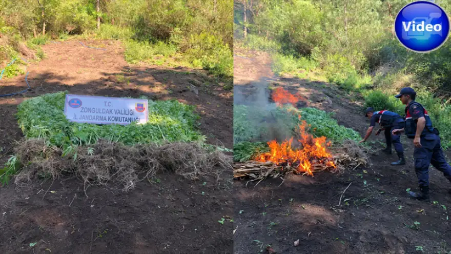 Jandarma, 550 Kök Hint keneviri ele geçirdi...