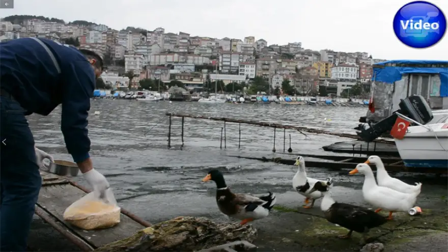 Necmi amca’nın ördeklerine belediye bakıyor