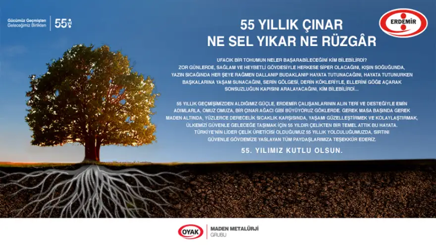 55 Yıllık çınar, ne sel yıkar ne rüzgar
