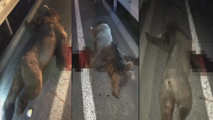 Yola inen ayıya otomobil çarptı