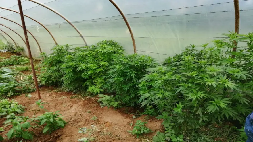 Uyuşturucu operasyonunda 41 Şüpheli gözaltına alındı