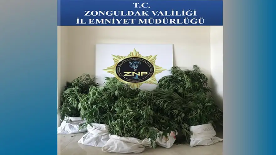 Zonguldak Polisi uyuşturucunun kökünü kazıyor