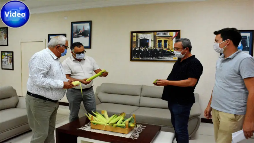 Ata tohumu projesi’nde mısır hasadı zamanı…
