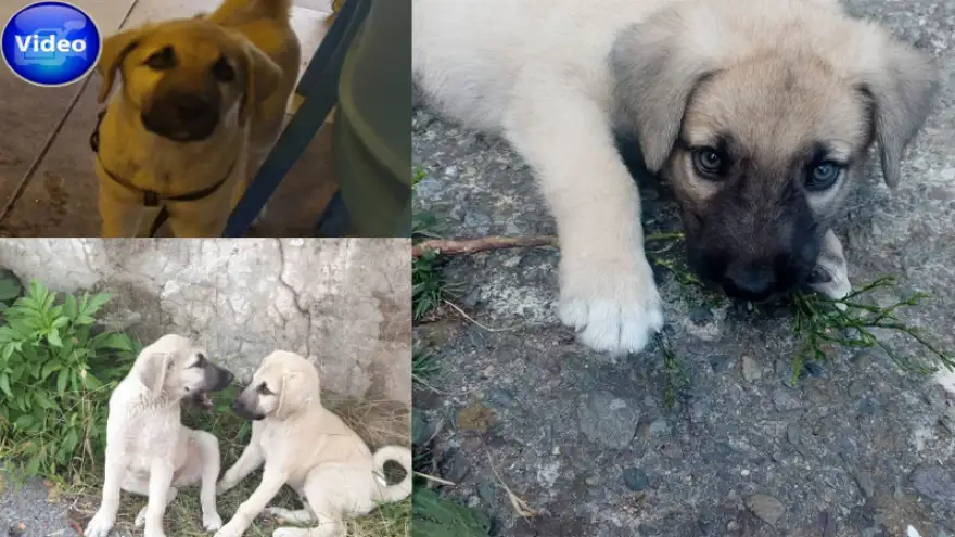 Ereğli'de kayıp kangal köpeği aranıyor