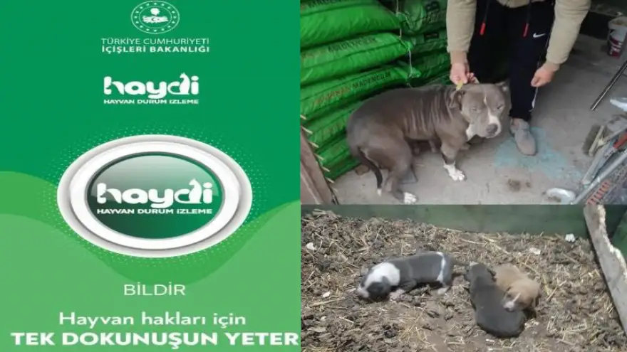 Tehlikeli köpek ırkı besleyen 1 kişiye ceza kesildi