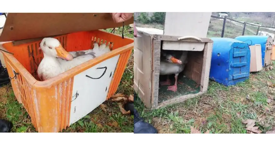 Ereğli'de, kaz dövüşü yaptıran 21 kişi yakalandı