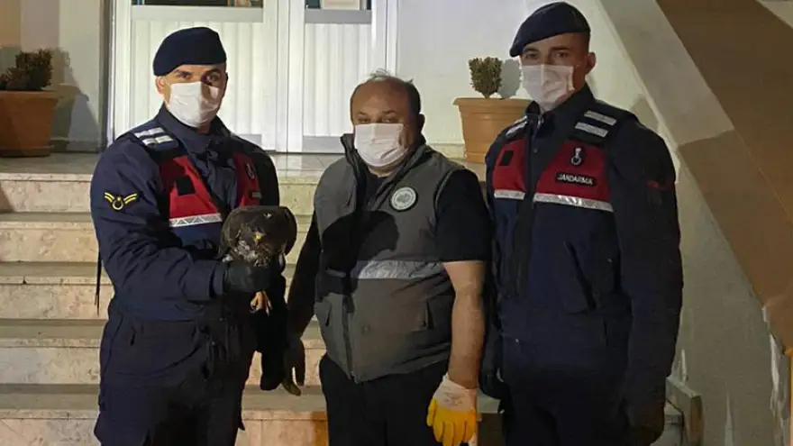 Yaralı bulunan atmaca tedavi altına alındı