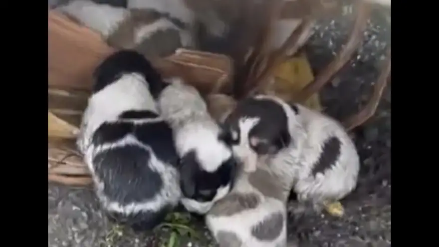 Ereğli’de Yeni Doğmuş Yavrular Tır Altına Bırakıldı: Anne Köpek Yok