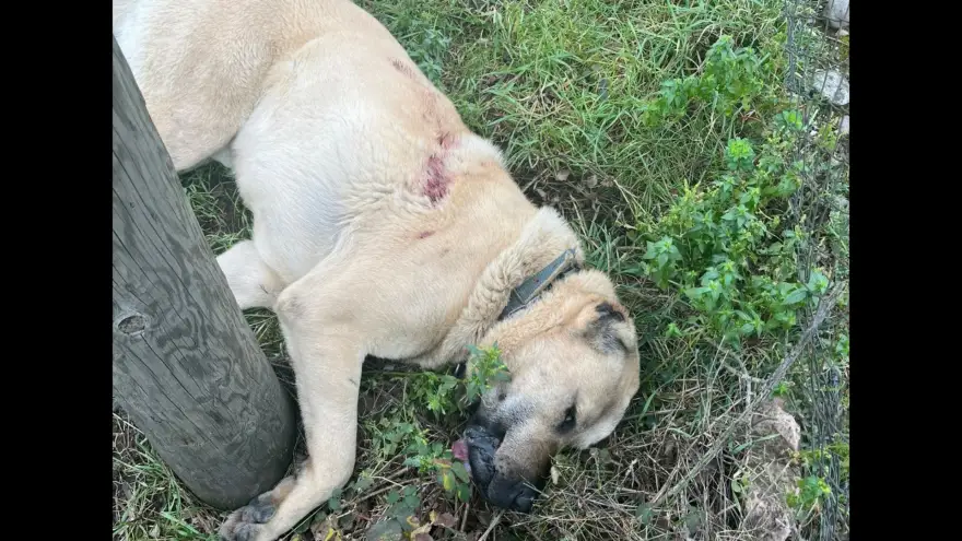 Kangal’ı Tüfekle Vurduğu İddia Edilen Şüpheli Gözaltında