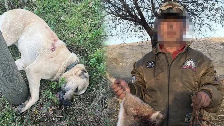Kangal Köpeği Olayında Flaş Gelişme: Şüpheli Tutuklandı