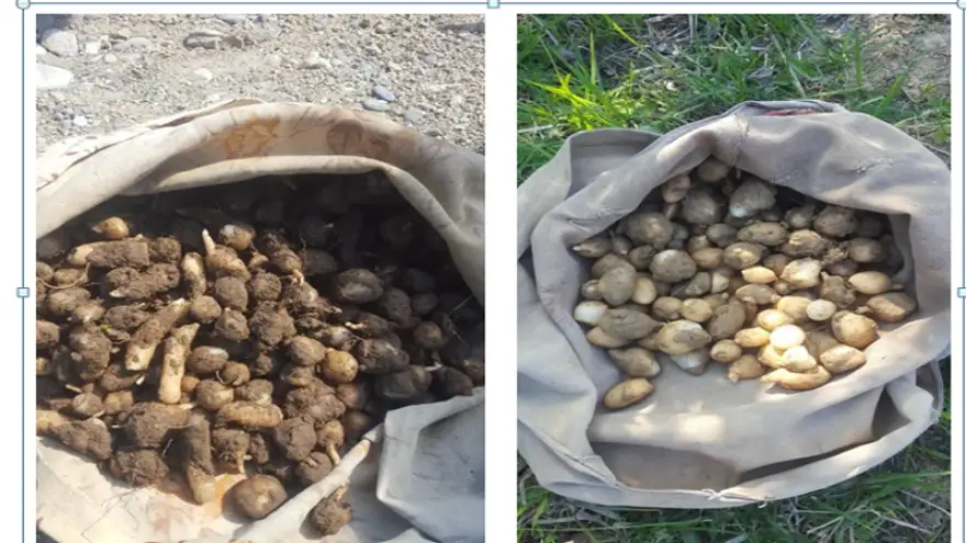 Yasaklı olan soğanı topladılar, ceza yediler