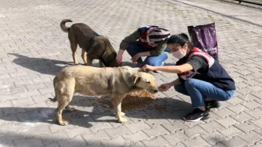 Jandarma, sokak canlarını unutmadı