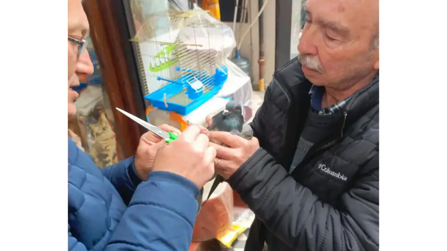 Ereğli’de Esnaftan Duyarlı Davranış: Ayağına İp Dolanan Güvercini Kurtardılar