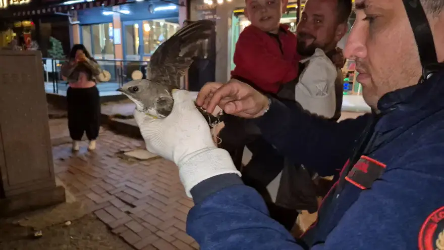 Ebabil Kuşu İçin Zamanla Yarış: Trafik Durdu, Hayat Kurtarıldı