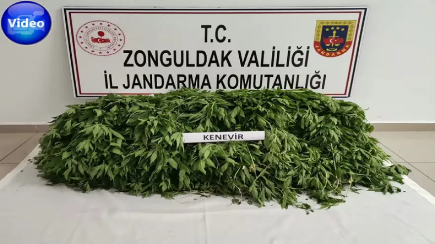 Yasadışı kenevir yetiştiren 1 Kişiye operasyon