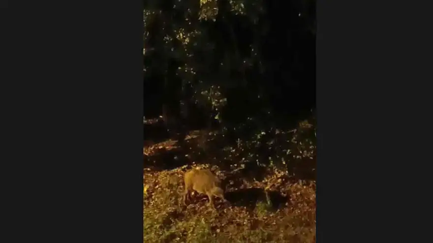 Aç Kalan Domuzlar Mahalleye İndi!
