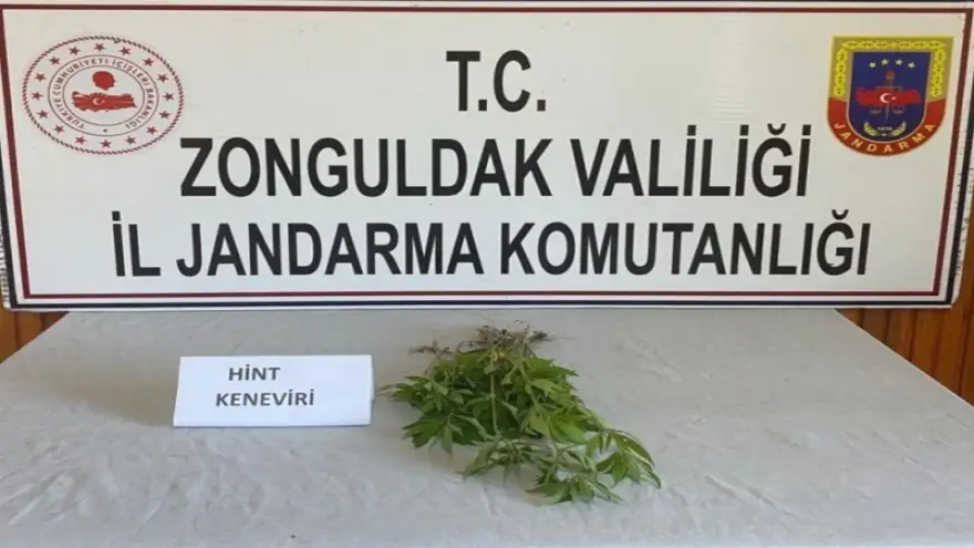 Jandarma'dan kenevir operasyonu