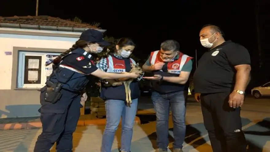 Yavru karaca baygın halde bulundu