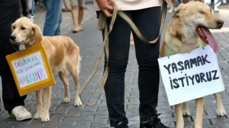Hayvanları koruma kanununda sona gelindi