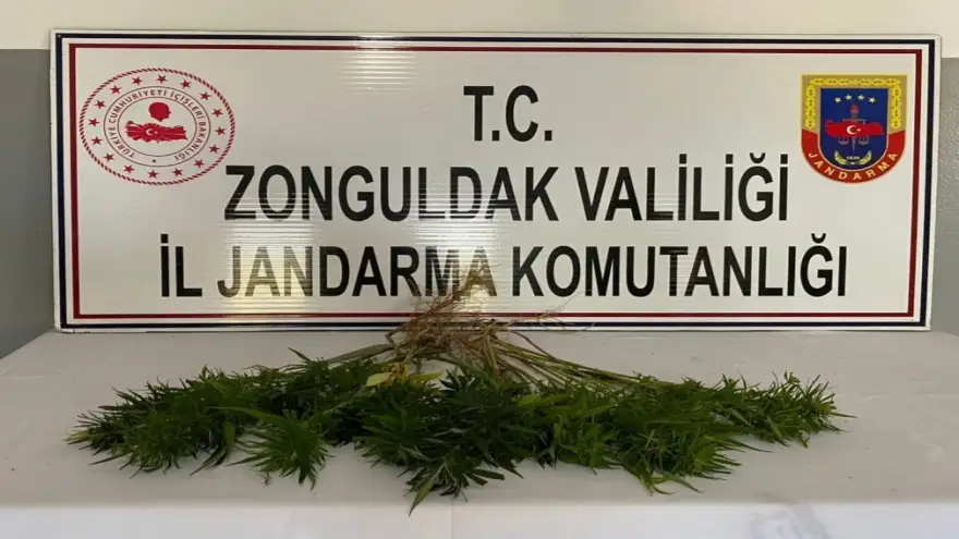 42 Kök kenevir bitkisi ele geçirildi