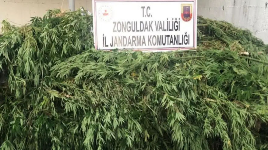 Jandarma kök kenevir bitkisi ve esrar bitkisi ele geçirdi